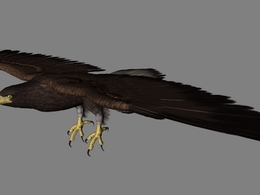 老鹰C4D模型 Eagle 3d model