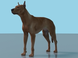 德国杜宾犬3D模型 Zbrush Dog Rig aka German Pinscher Dog Maya Rig