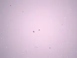 C4D微型浮尘预设 Microfloaties Rig for Cinema 4D