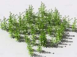 花纹猪殃殃草植物C4D模型 pattern_bedstraw-2