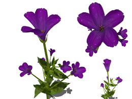 洋桔梗C4D模型 Eustoma grandiflorum Lisianthus C4D
