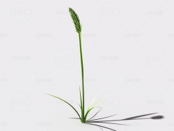 提摩西草猫尾草植物C4D模型 timothy-grass-b2