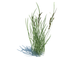 稗子c4d植物杂草模型下载Echinochloa crus-galli v3