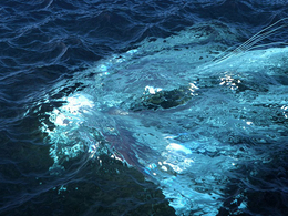 C4D模拟真实海洋波浪模拟插件 HOT4D V0.3 Win/Mac R14-R18