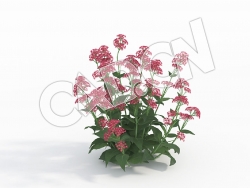 C4D满山香缬草模型Centranthus_F