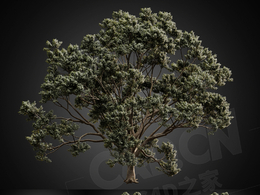 7棵大树树木C4D模型 CGHelios – HeliosVegetation Vol.2