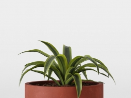 CINEMA 4D室内绿植：宽浅赤陶花盆中的龙血树直立建筑感叶片逼真室内植物3D模型C4D盆栽