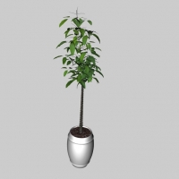 宽叶小树盆景C4D模型 The trees bonsai