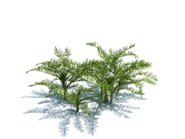 针果芹植物杂草模型下载Scandix pecten-veneris L v3