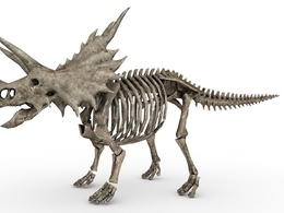 恐龙化石 三角龙化石C4D模型 skeletal trike 3d model