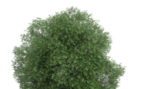 茂密的绿树C4D模型 3D TREE
