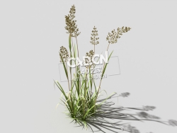 根际草常绿草根草植物C4D模型 bent-grass-c2 3d model