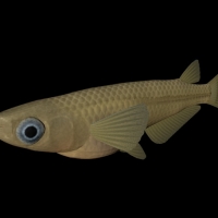 海洋鱼模型：日本稻鱼3D模型 Japanese Rice Fish