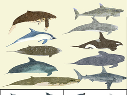 10个低多边形海洋鱼类3D模型 Low Poly Big Fish Illustration Collection Animated