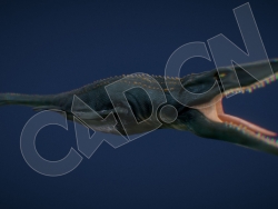 沧龙C4D模型（含骨骼绑定）Mosasaurus