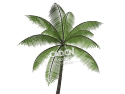 棕榈树C4D模型palmtree
