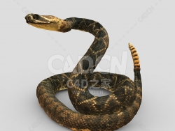 C4D响尾蛇动物模型下载