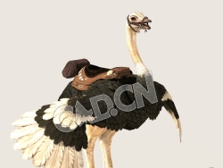 C4D鸵鸟模型（包含骨骼绑定动画) Ostrich 3D Model