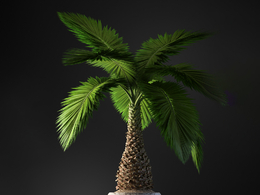 假槟榔观叶盆栽c4d模型下载
