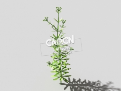 篷子菜猪殃殃砧草植物C4D模型 bedstraw-g 3d model