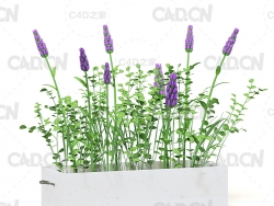 30个室内植物C4D模型合集（C4D/VRAY渲染器）