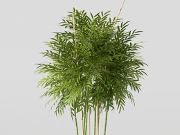竹子盆景C4D模型 Bamboo