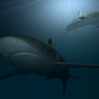 海底鲸鱼3D模型：Underwater whale