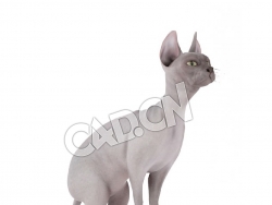 蹲地上的宠物猫斯芬克斯猫无毛猫C4D模型