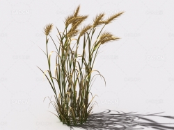 小麦植物C4D模型 wheat-a2