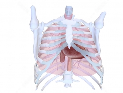 人体胸部心脏解剖 Human anatomy-heart in thorax