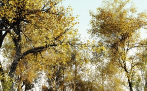 秋天黄叶大树3D模型合集 R-D iTrees vol. 1 Autumn