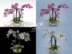 蝴蝶兰花卉C4D模型orchid
