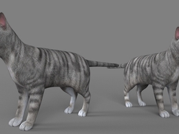 美国短毛猫C4D模型 American Shorthair Cat 3d model