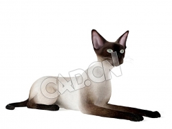 爬地上的宠物猫暹罗猫C4D模型