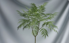 木桶盆景树C4D模型 Cask Bonsai Tree