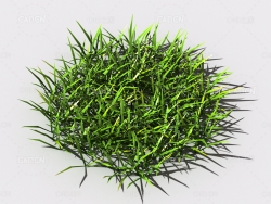 小草植物C4D模型 small-grass-1