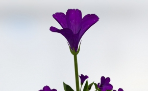 洋桔梗花C4D模型 Lisianthus