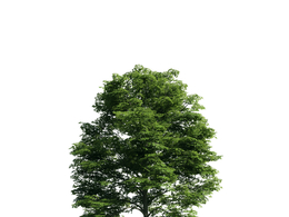 景观树木：千金榆三维模型plant-14