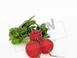 红皮水萝卜蔬菜C4D模型 Water radish