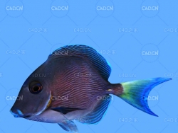 太平洋蓝塘鱼C4D绑定动画模型 blue tang c4d model