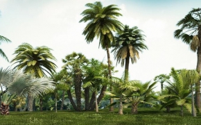 热带树木3D模型 iCube R&D: itrees Palm Vol.1