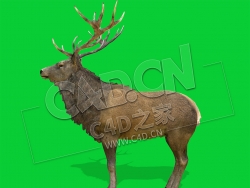 C4D牡鹿雄鹿公鹿动物模型 stag