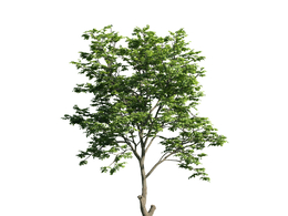 景观树木：山毛榉树三维模型plant-7