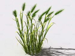 小麦植物C4D模型 wheat-b1