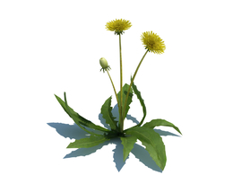 蒲公英植物模型下载Taraxacum officinale v2