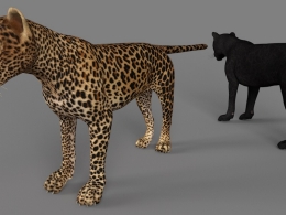 金钱豹 花豹 豹子C4D模型 Leopard 3d model