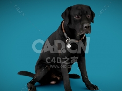 C4D大黑狗动物模型DOGs_SixPack