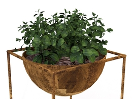 室内装饰植物C4D模型(02) Interior plants 3d model