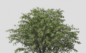 朴树C4D模型 European Hackberry 3d model