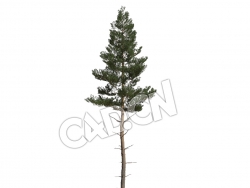 C4D蒙古赤松樟子松松树模型 Pinus sylvestris 3d model
